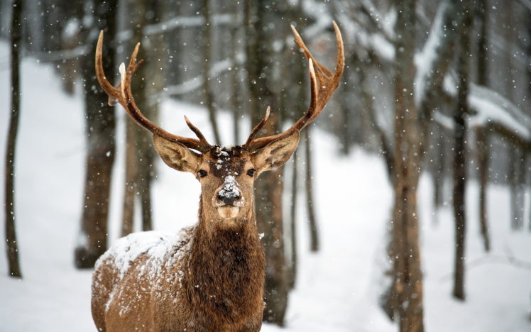 deer, Landscapes, Nature, Trees, Forest, Woods, Winter, Snow, Flakes, Snowing HD Wallpaper Desktop Background