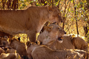 lions, Babies, Cubs, Africa