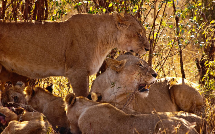 lions, Babies, Cubs, Africa HD Wallpaper Desktop Background