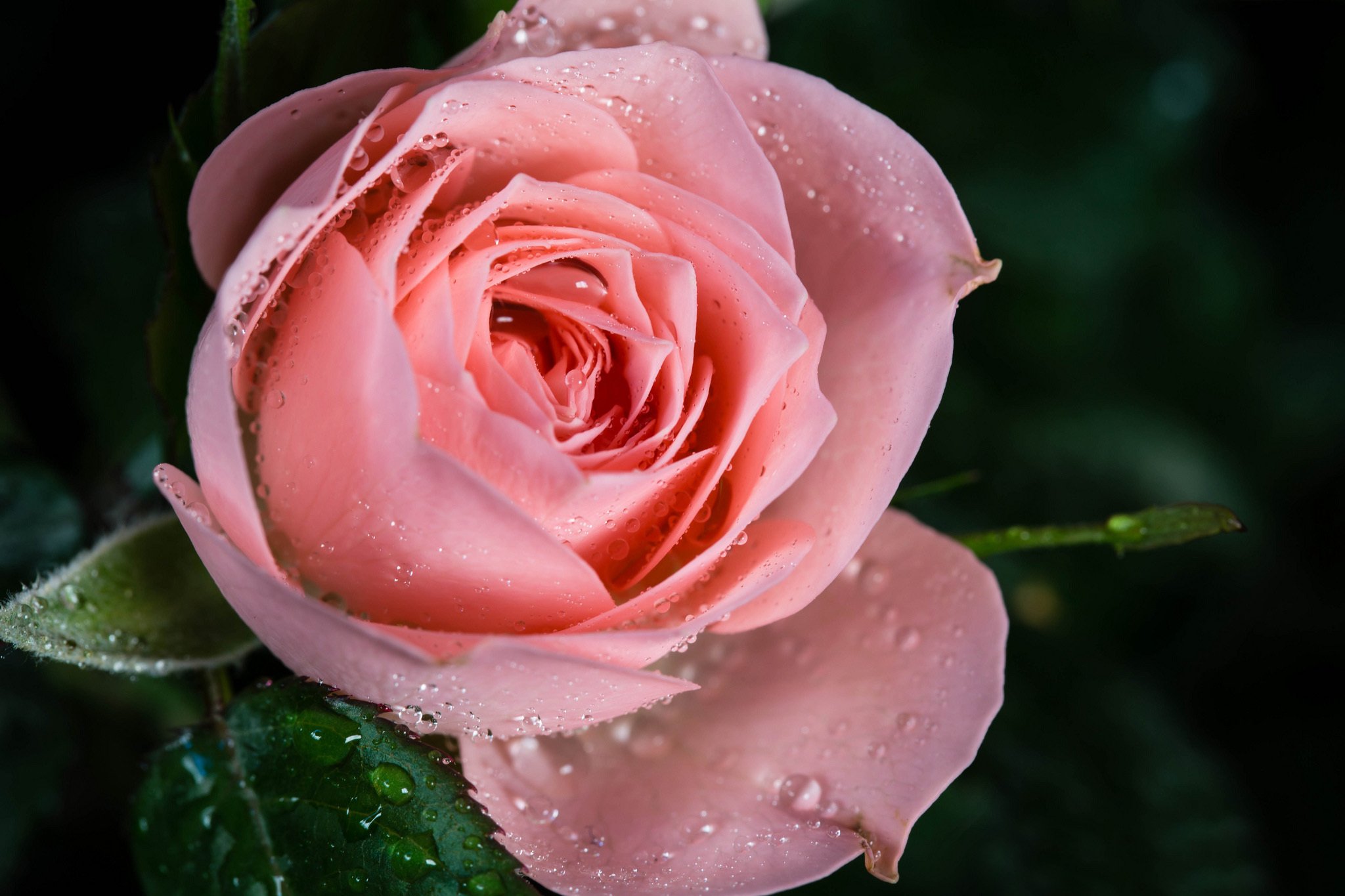 rose, Macro, Drops, Dew, Pink Wallpaper