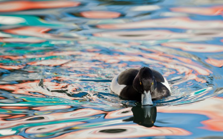 birds, Ducks, Water, Animals, Duck HD Wallpaper Desktop Background