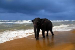 elephant, Coast, Sea, Sand, Animals