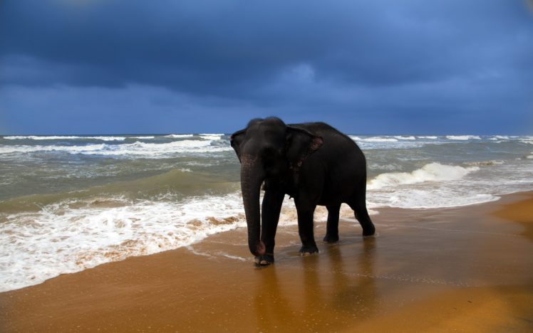 elephant, Coast, Sea, Sand, Animals HD Wallpaper Desktop Background