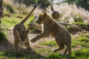 lion, Cubs