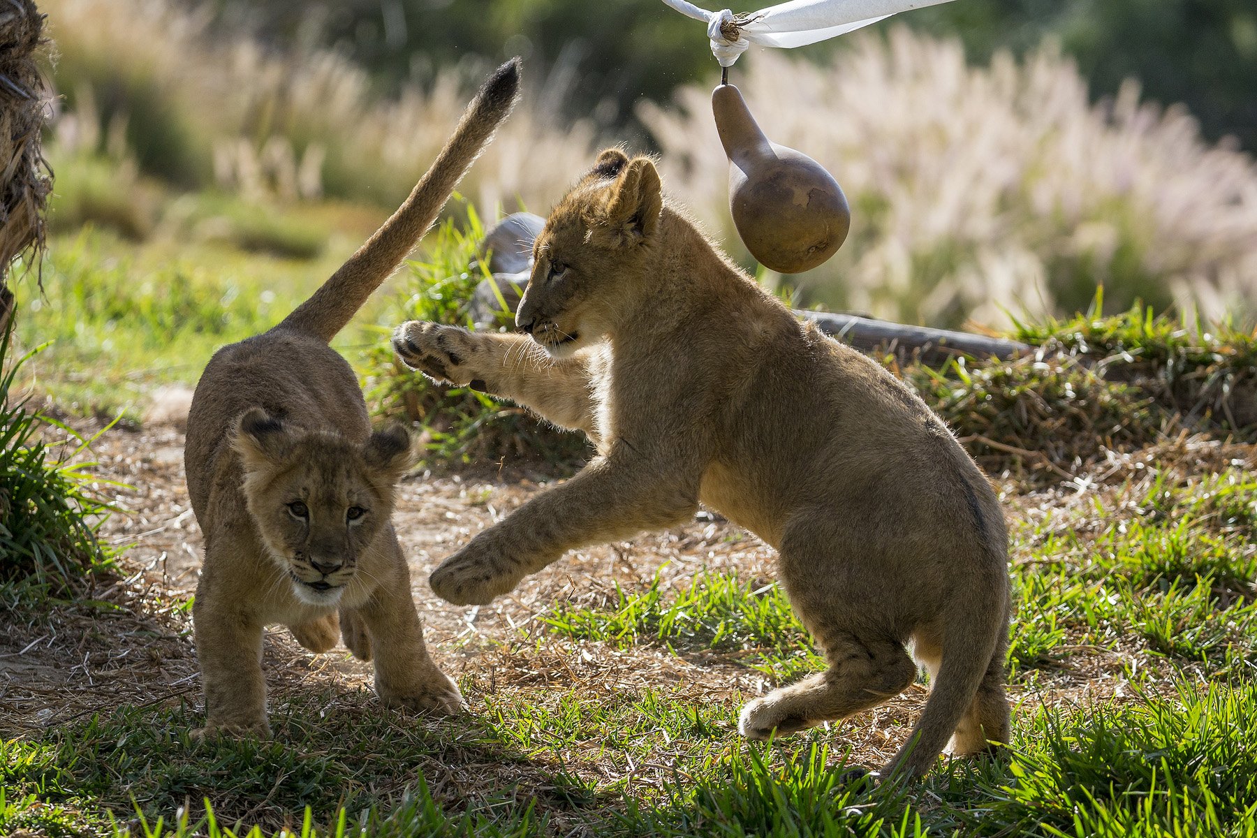 lion, Cubs Wallpaper