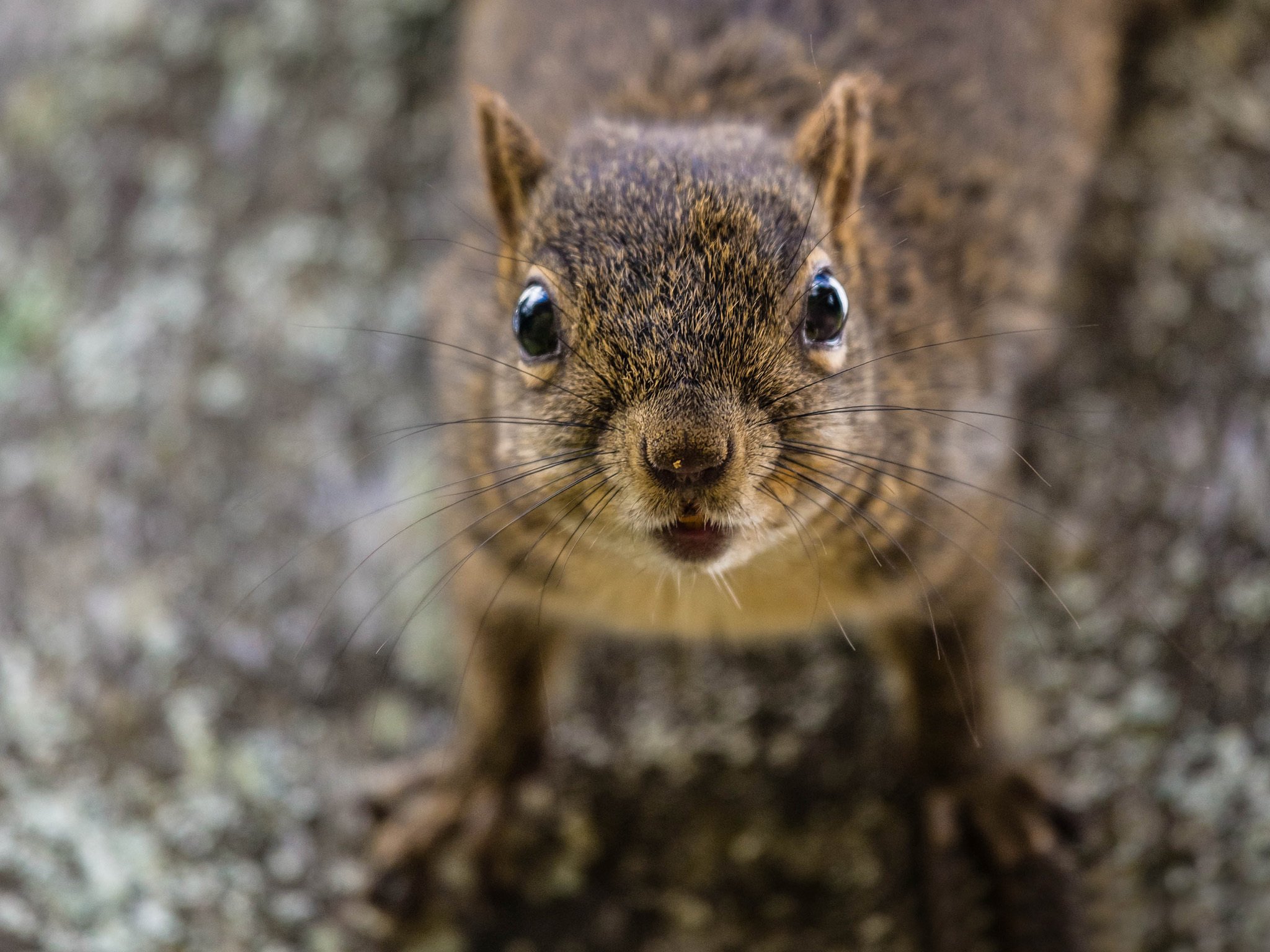 rodents, Squirrel, Glance, Whiskers, Animals Wallpaper