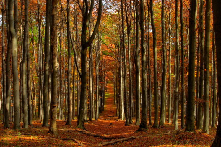 landscapes, Forest, Woods, Autumn, Fall, Leaves HD Wallpaper Desktop Background