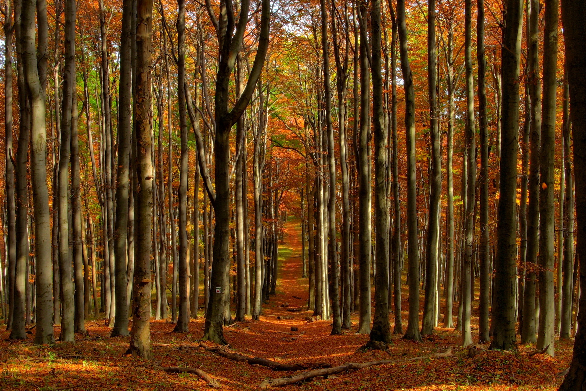 landscapes, Forest, Woods, Autumn, Fall, Leaves Wallpaper