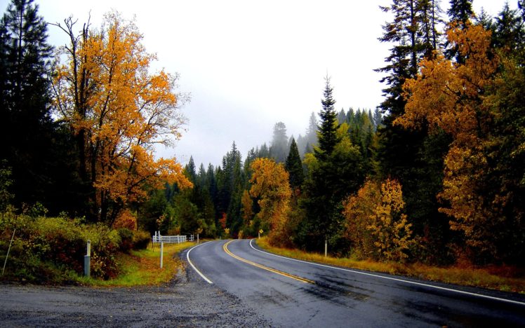 landscapes, Nature, Trees, Forest, Woods, Autumn, Fall, Leaves, Rain, Wet, Sky HD Wallpaper Desktop Background