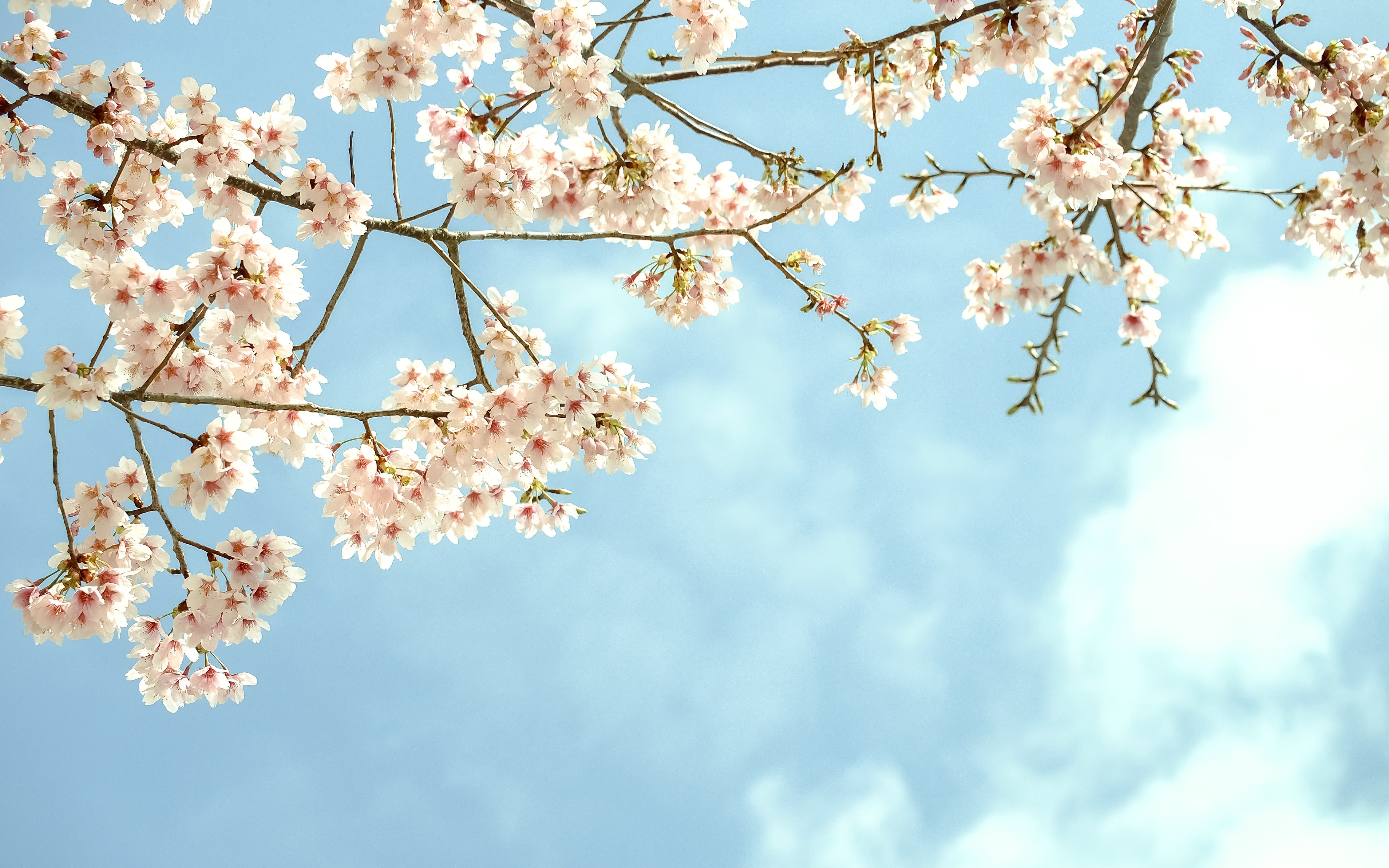 flowers, Blooms, Branches, Tree Wallpaper