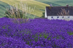 house, Lavender, Field, Ears