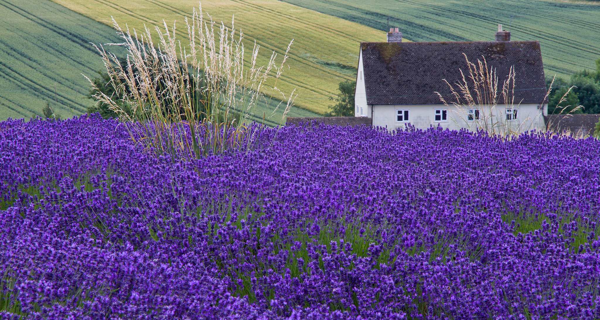 house, Lavender, Field, Ears Wallpaper