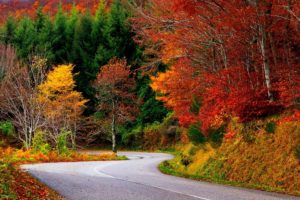 path, Forest, Autumn, Fall, Road, Leaves, Trees, Colorful, Nature