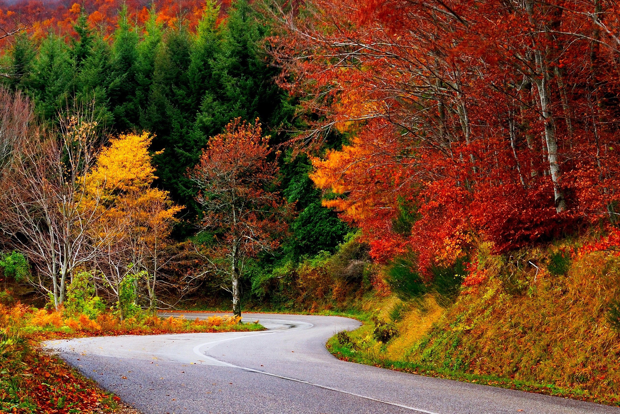 path, Forest, Autumn, Fall, Road, Leaves, Trees, Colorful, Nature Wallpaper