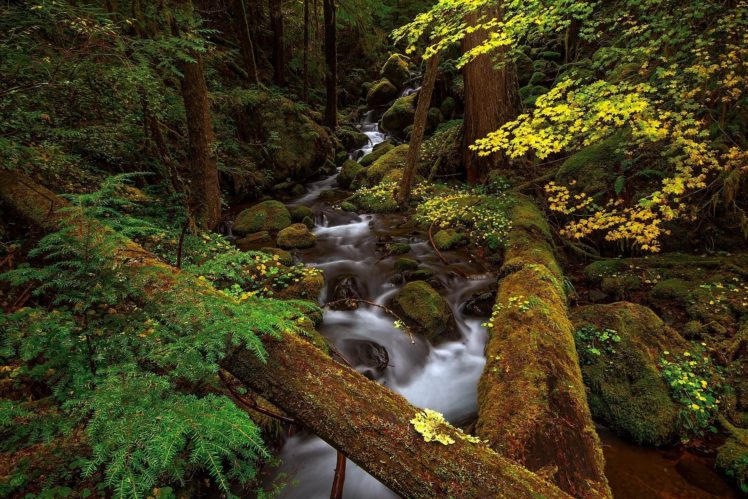 autumn, Forest, River, Trees, Rocks, Nature HD Wallpaper Desktop Background