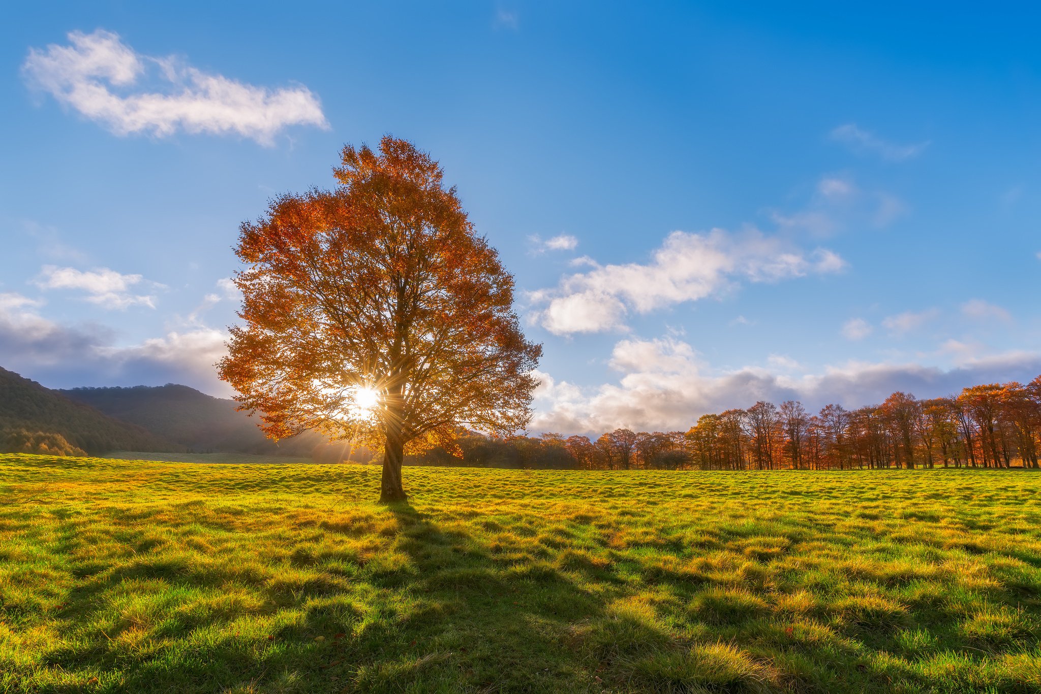 autumn, Sun, Tree, Field, Rays Wallpaper