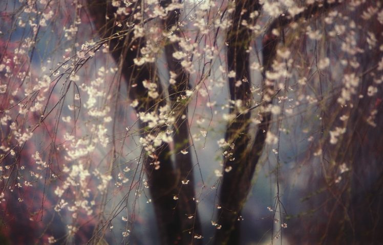 spring, Cherry, Blossoms, Flowers, Trees HD Wallpaper Desktop Background