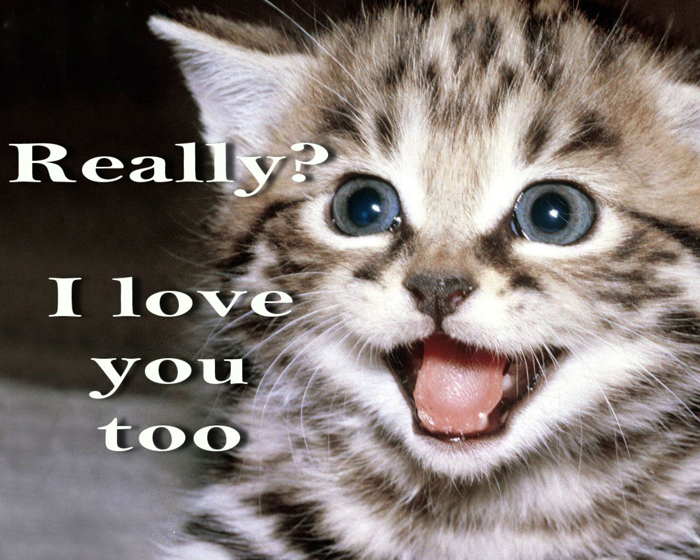 cat, Meme, Quote, Funny, Humor, Grumpy, Kitten, Mood, Love Wallpaper