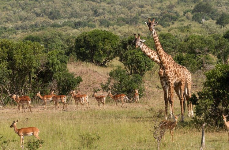 africa, Giraffe HD Wallpaper Desktop Background