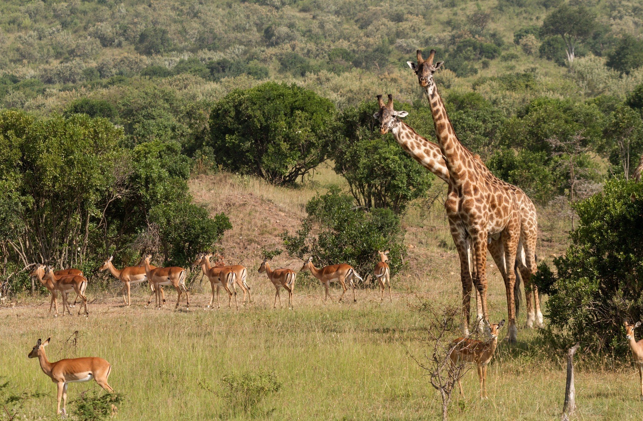 africa, Giraffe Wallpaper