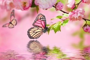 flowers, Background, Butterfly