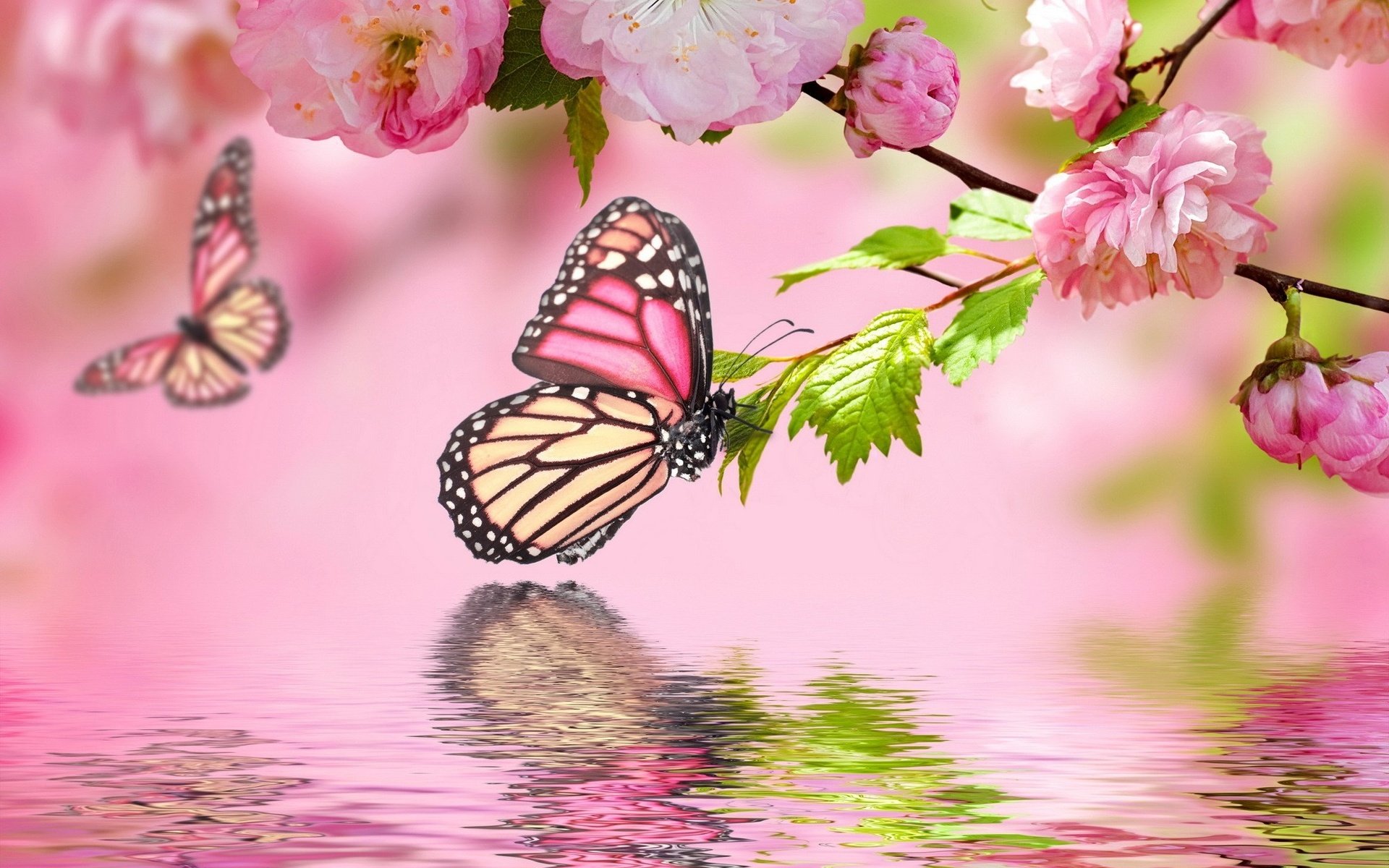 flowers, Background, Butterfly Wallpaper