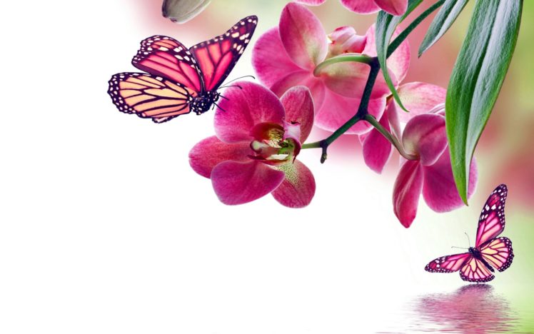 flowers, Background, Butterfly, Bokeh HD Wallpaper Desktop Background
