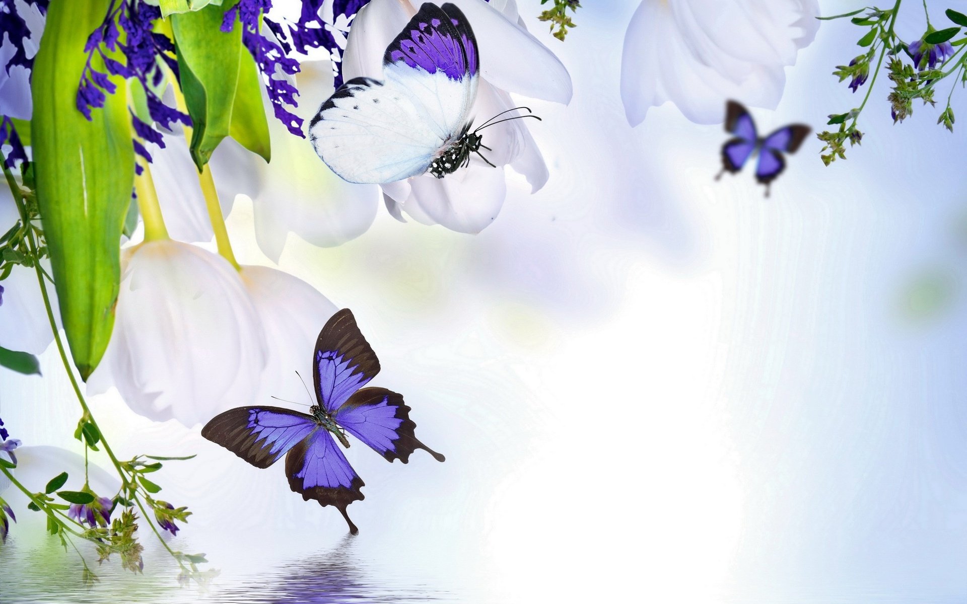 flowers, Background, Butterfly Wallpaper