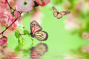 flowers, Background, Butterfly, Bokeh