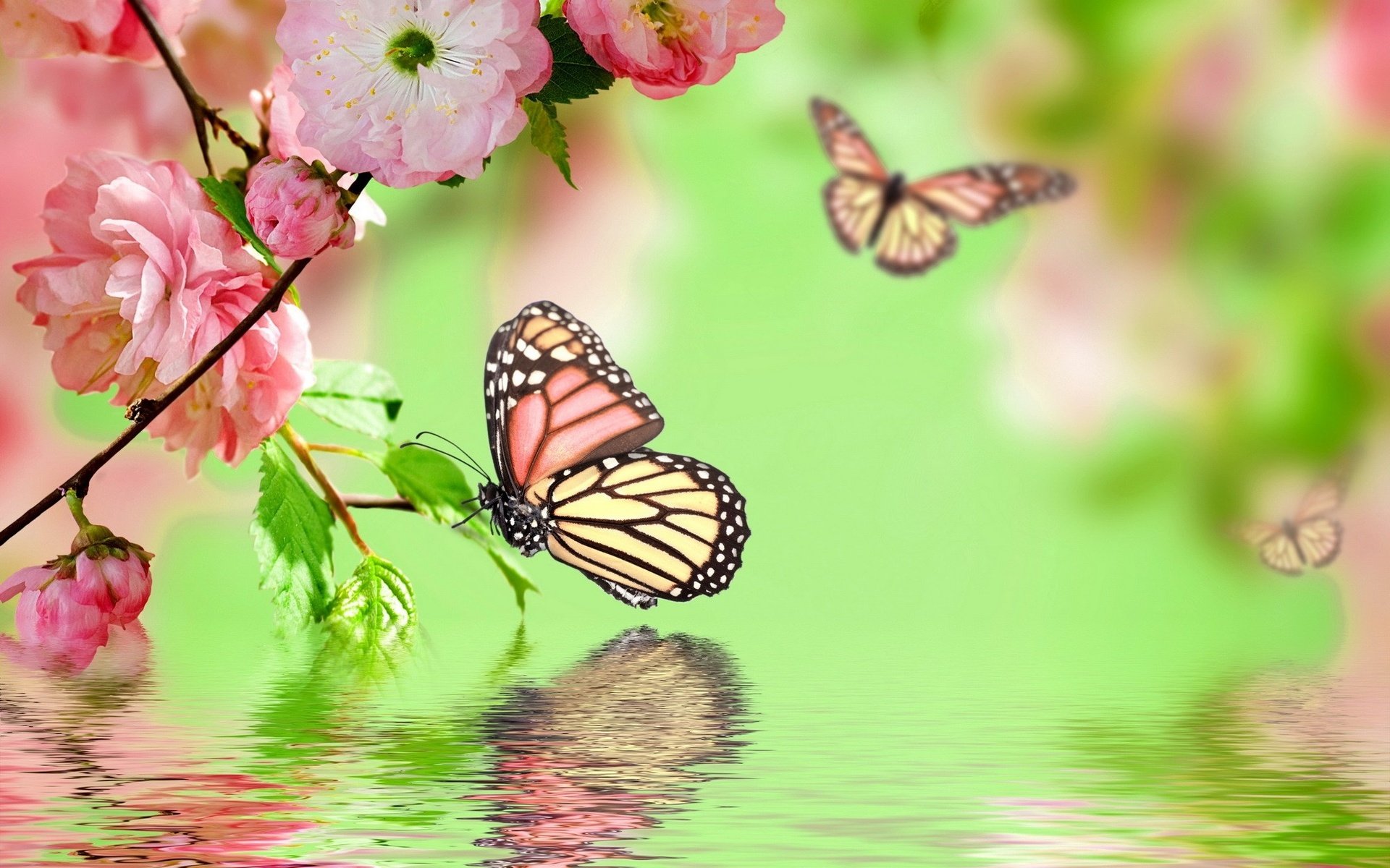 flowers, Background, Butterfly, Bokeh Wallpaper