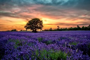 flowers, Sunset, Field, Lavender, Scenery