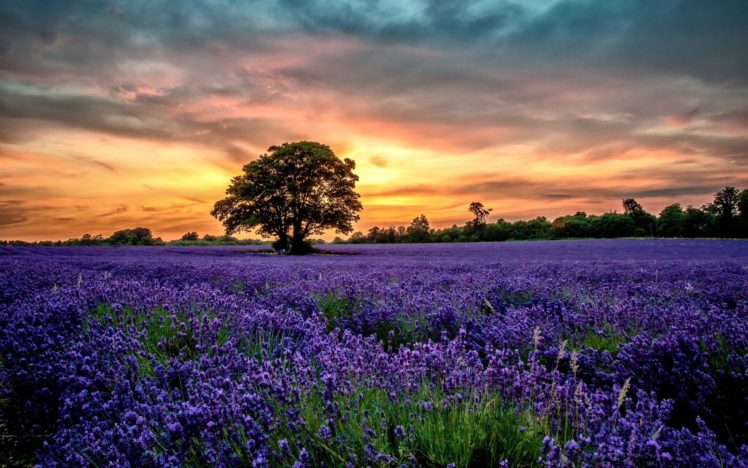 flowers, Sunset, Field, Lavender, Scenery HD Wallpaper Desktop Background