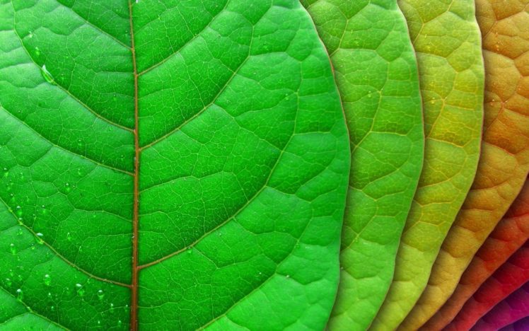 leaves, Dew, Drops, Water, Color, Macro HD Wallpaper Desktop Background