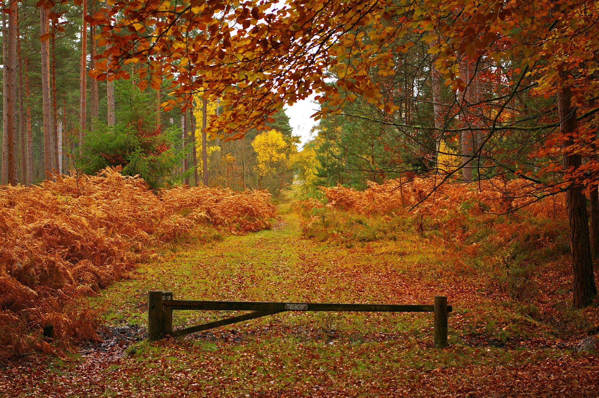 new, Forest, In, Hampshire, England, Autumn, Landscape Wallpaper