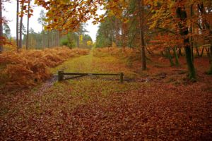 new, Forest, In, Hampshire, England, Autumn, Landscape