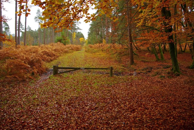 new, Forest, In, Hampshire, England, Autumn, Landscape HD Wallpaper Desktop Background