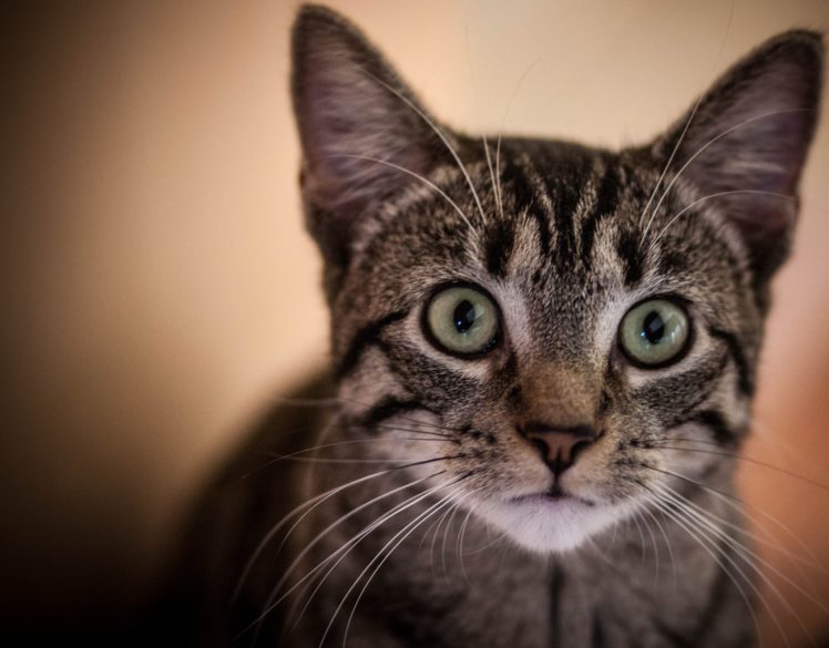 portrait, Curiosity, Cat, Kitten HD Wallpaper Desktop Background
