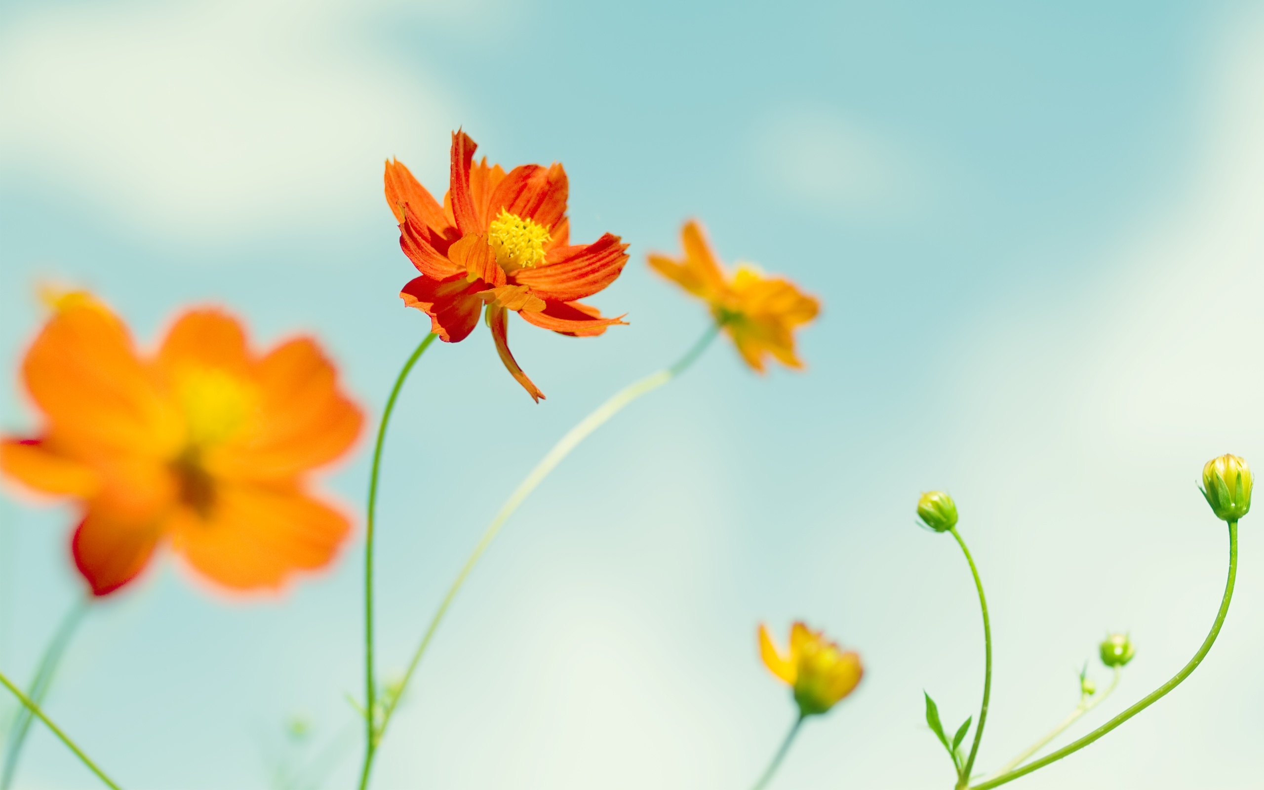 cosmos, Flowers Wallpaper