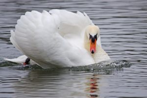 white, Swan, Water, Bird