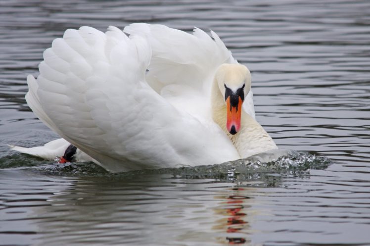 white, Swan, Water, Bird HD Wallpaper Desktop Background