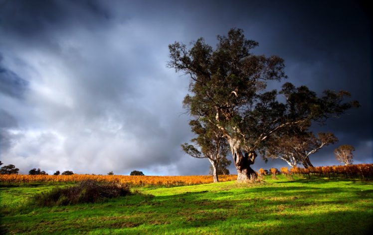 scenery, Sky, Fields, Trees, Grass, Nature HD Wallpaper Desktop Background