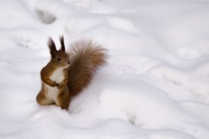 red, Winter, Fluffy, Squirrel