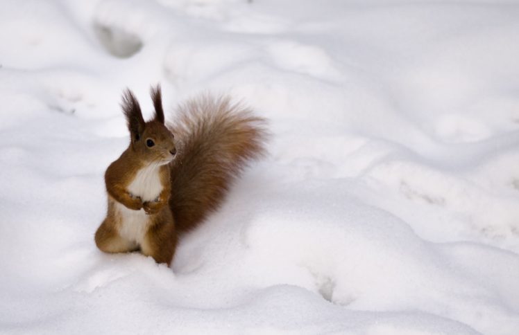 red, Winter, Fluffy, Squirrel HD Wallpaper Desktop Background