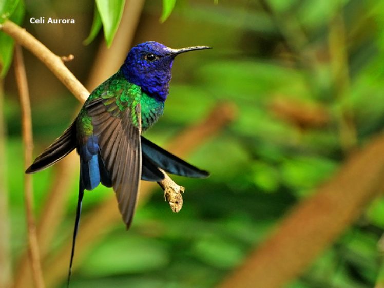 brazilian, Wild, Birds, Brazi HD Wallpaper Desktop Background