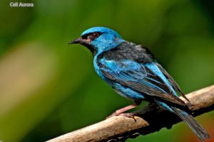 brazilian, Wild, Birds, Brazil, Blue