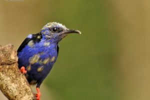 brazilian, Wild, Birds, Brazil, Blue