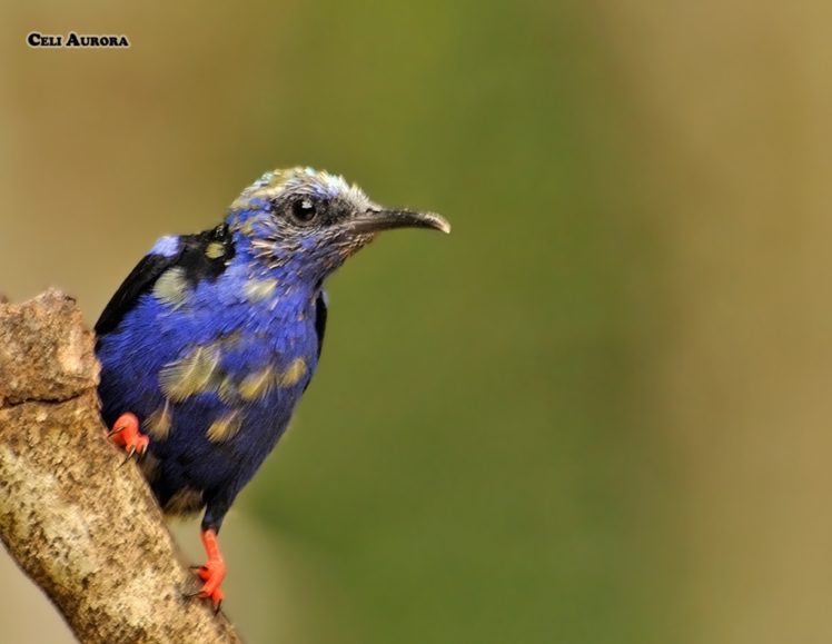 brazilian, Wild, Birds, Brazil, Blue HD Wallpaper Desktop Background