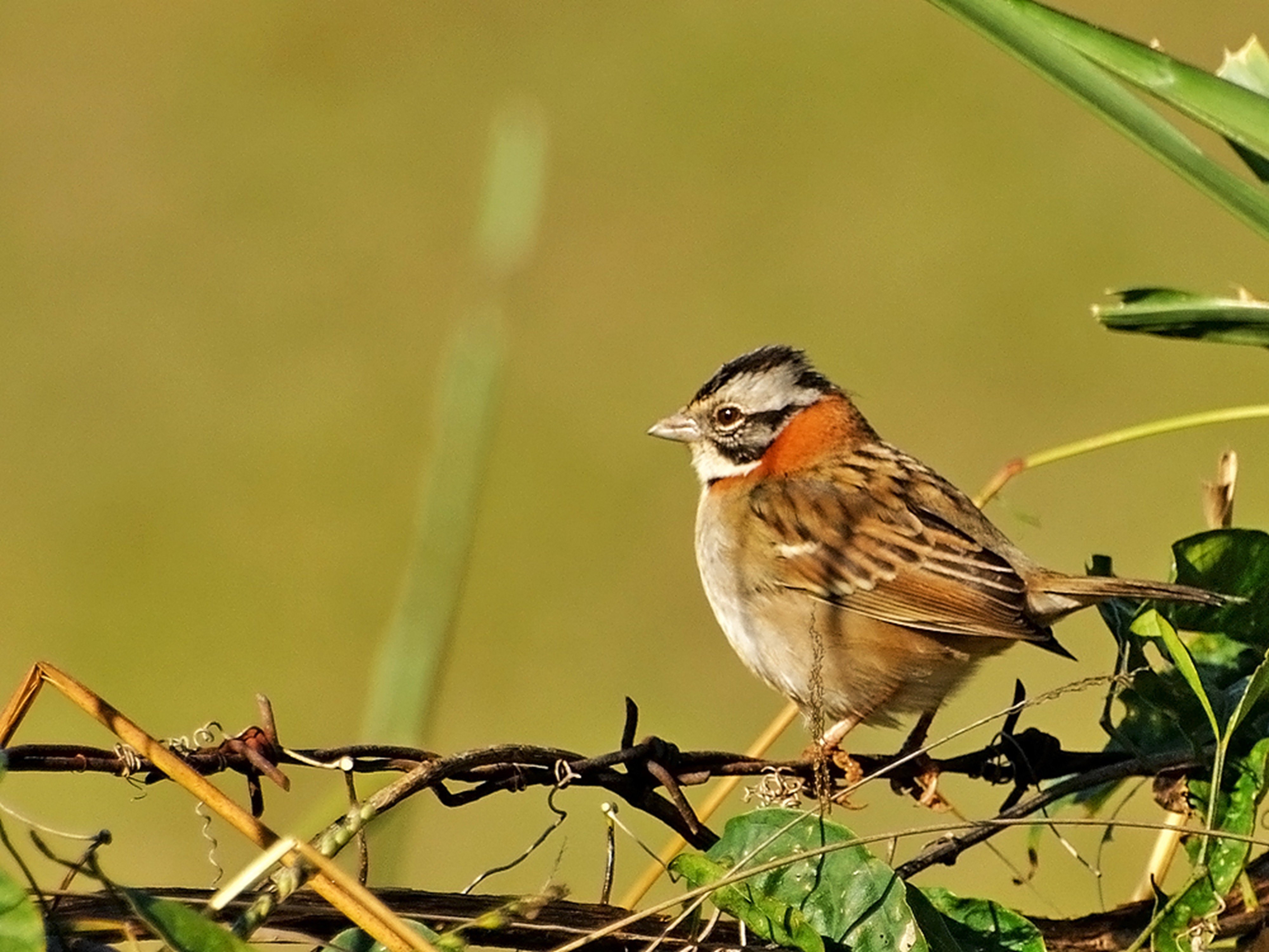 brazilian, Wild, Birds, Brazil Wallpaper