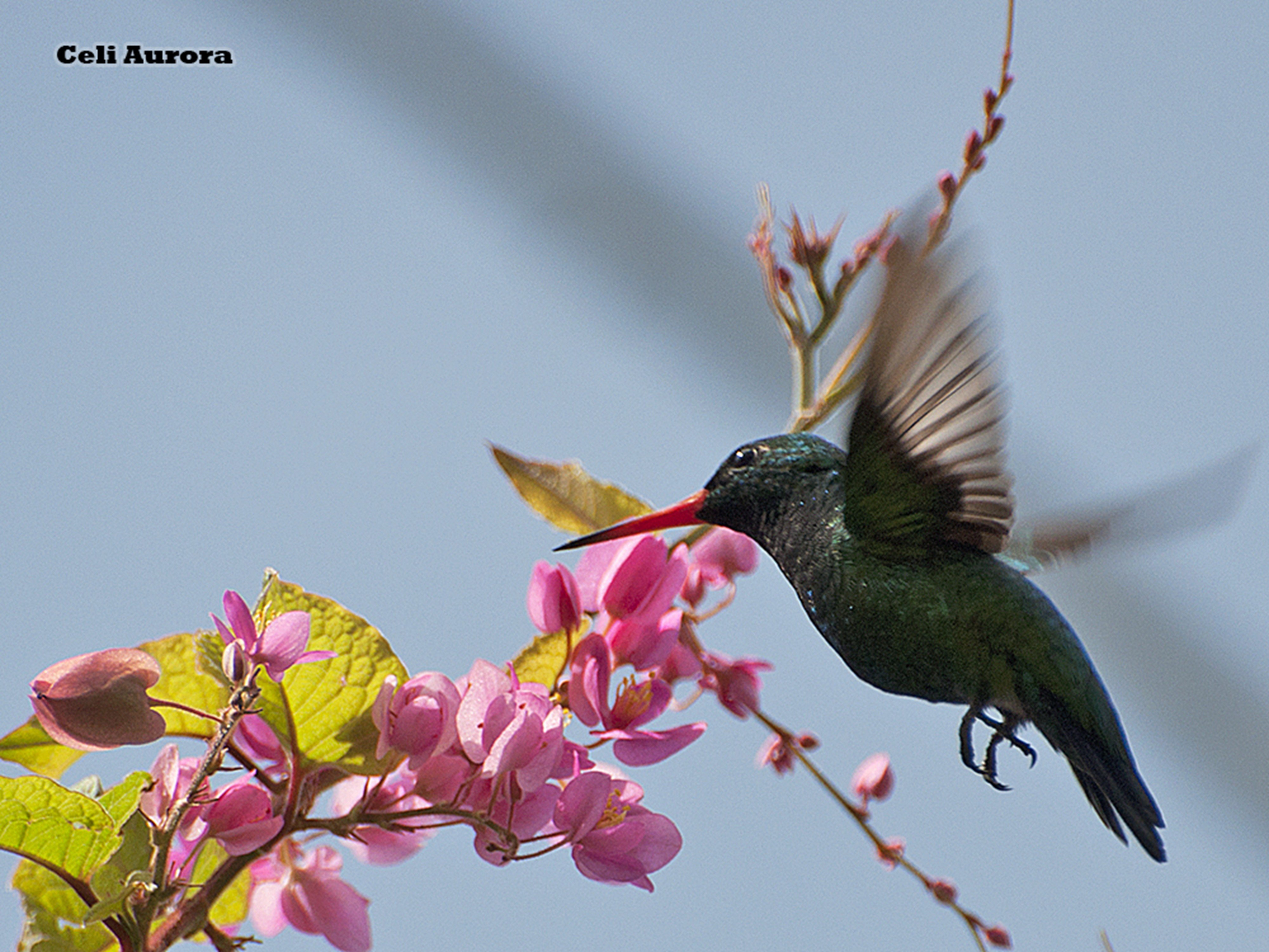 brazilian, Wild, Birds, Brazil Wallpaper