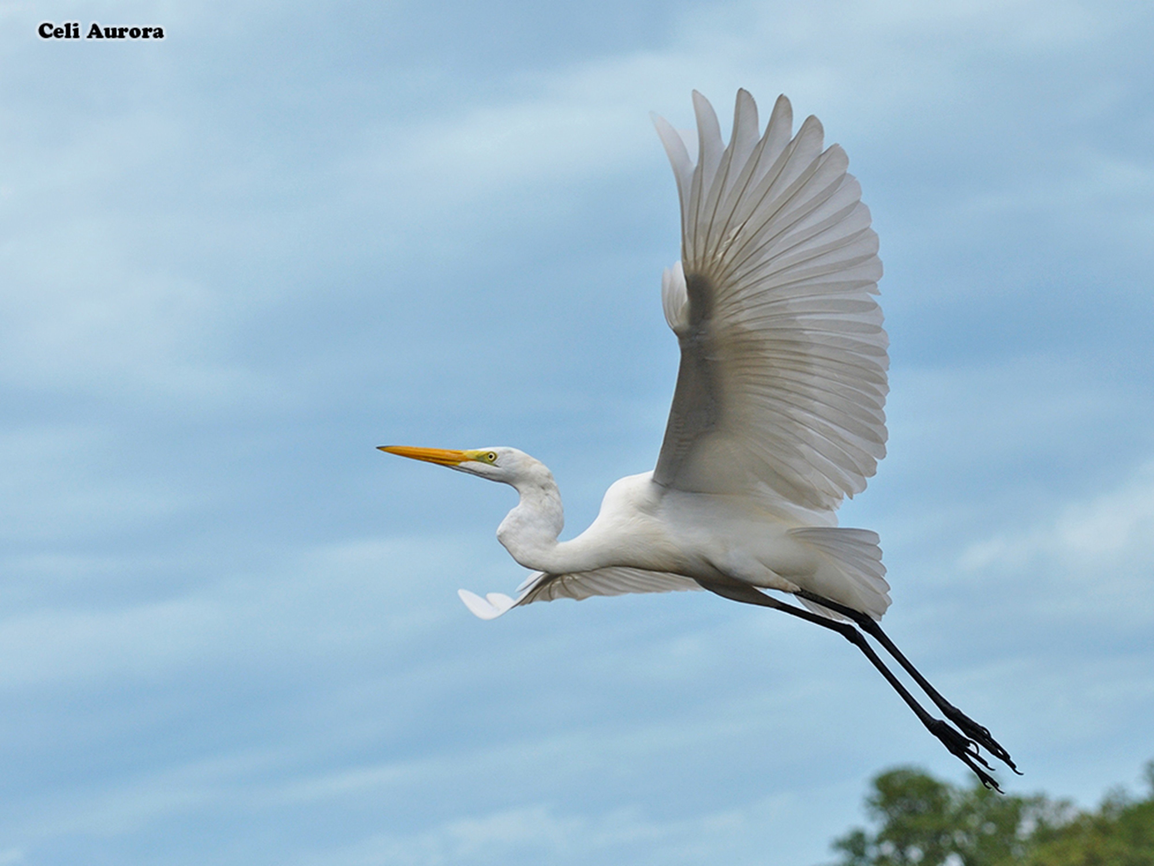 brazilian, Wild, Birds, Brazil Wallpaper